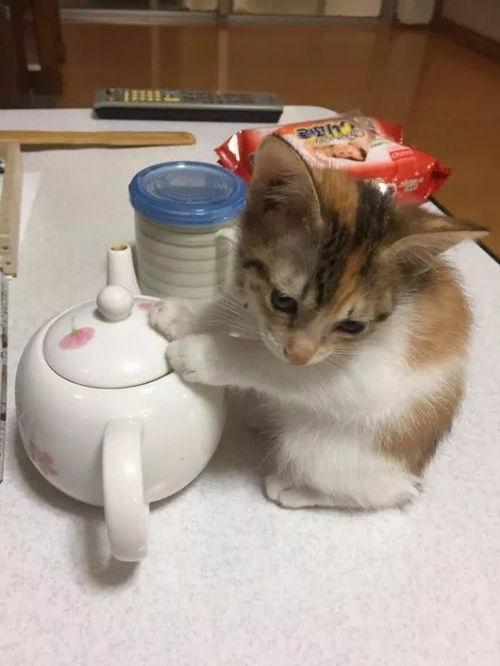 娱乐吃瓜酱牛奶猫,揭秘牛奶猫的神秘魅力